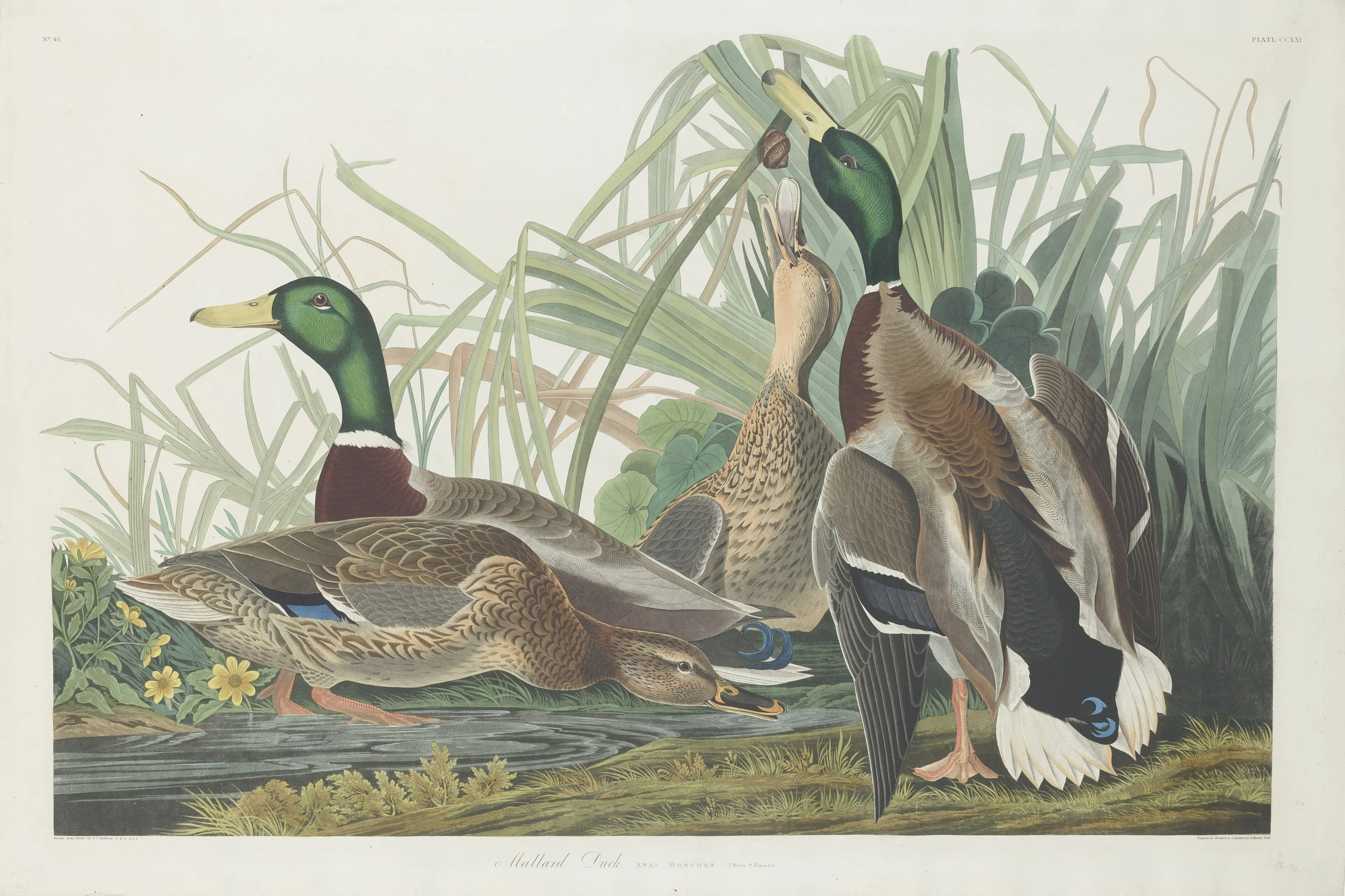 Audubon's Mallard Duck: two drakes and two hens among reeds at the water's edge
